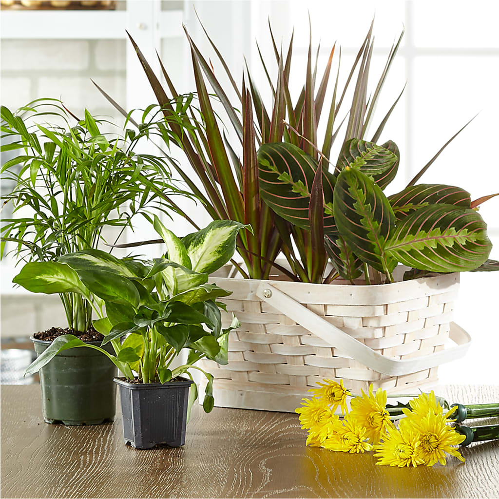 Florist Designed Blooming and Green Plants in a Basket – RUTH'S FLOWERS AND GIFTS, Marshfield MO