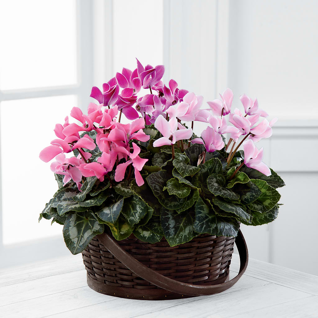 Mixed Cyclamen Planter – RUTH'S FLOWERS AND GIFTS, Marshfield MO