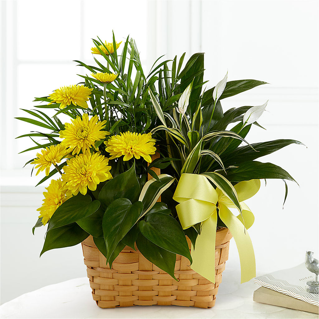 Loving Light Dishgarden – RUTH'S FLOWERS AND GIFTS, Marshfield MO