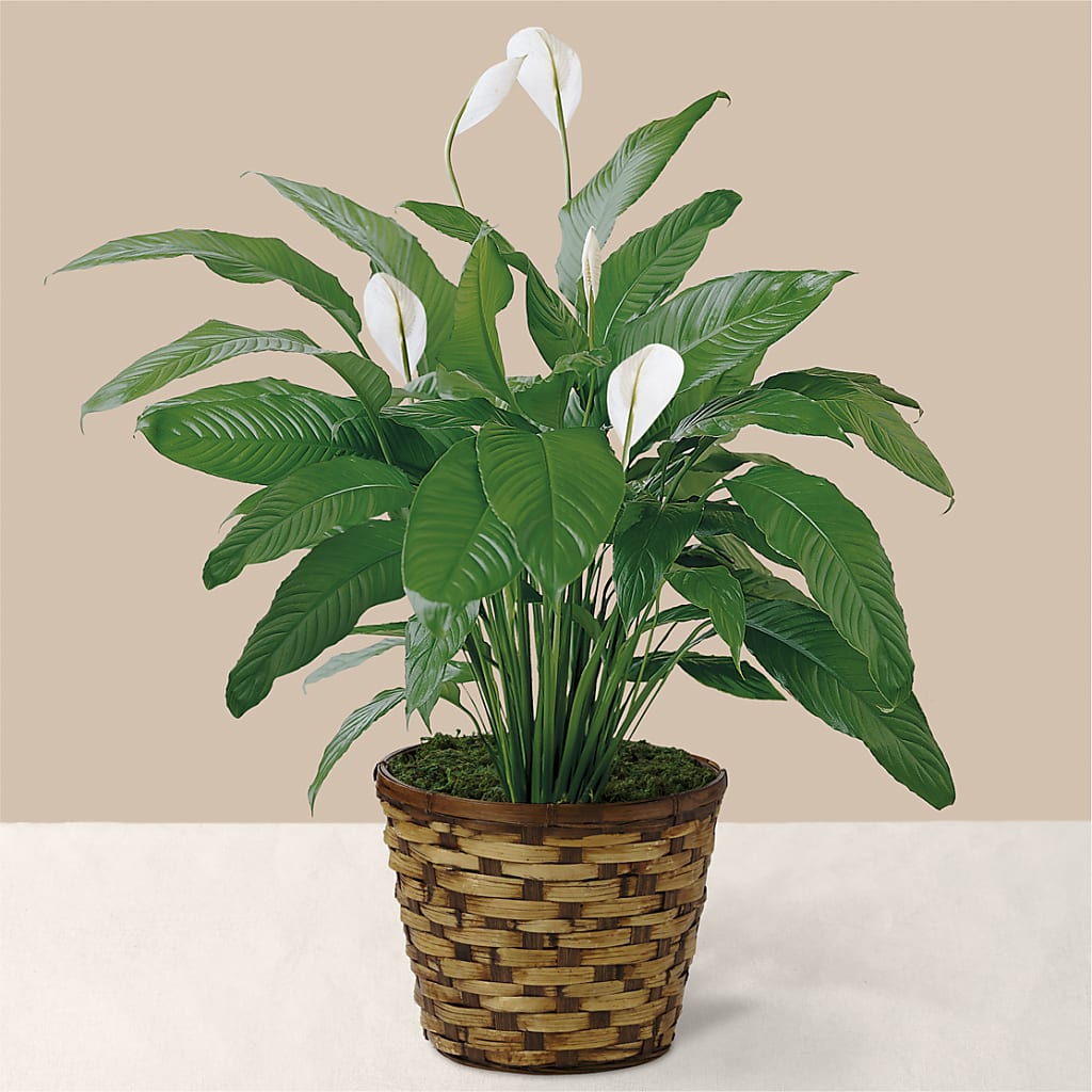 Tranquil Moments Peace Lily Plant – RUTH'S FLOWERS AND GIFTS, Marshfield MO