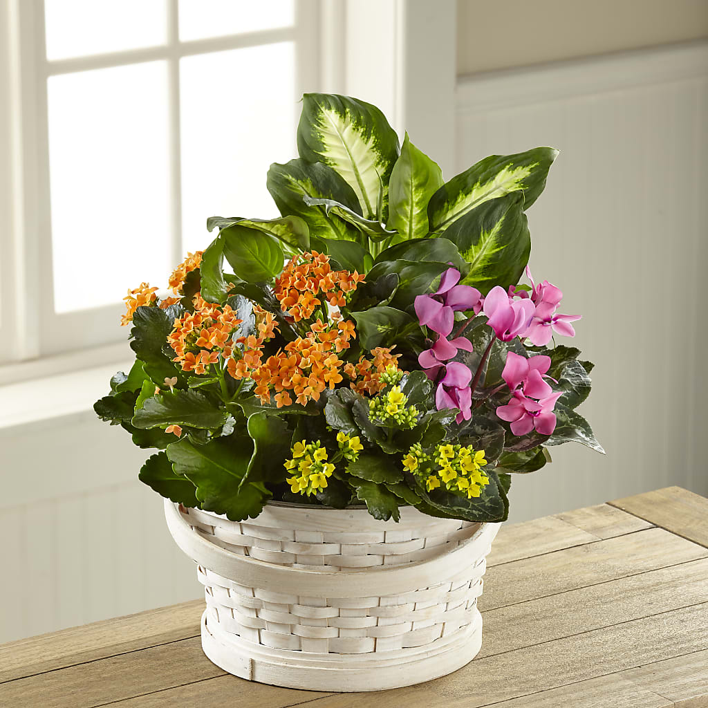 Color Crush Dishgarden – RUTH'S FLOWERS AND GIFTS, Marshfield MO