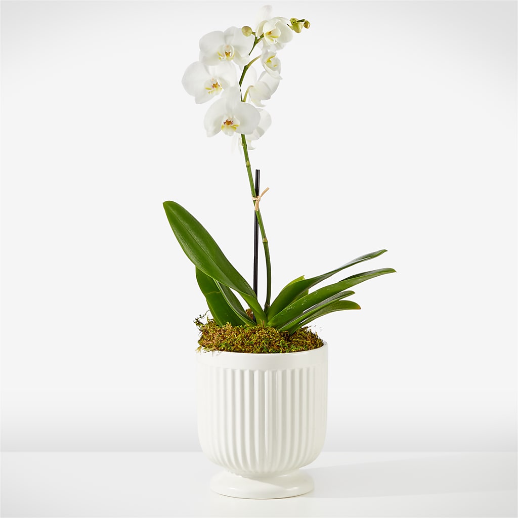 Whispering White Orchid – RUTH'S FLOWERS AND GIFTS, Marshfield MO