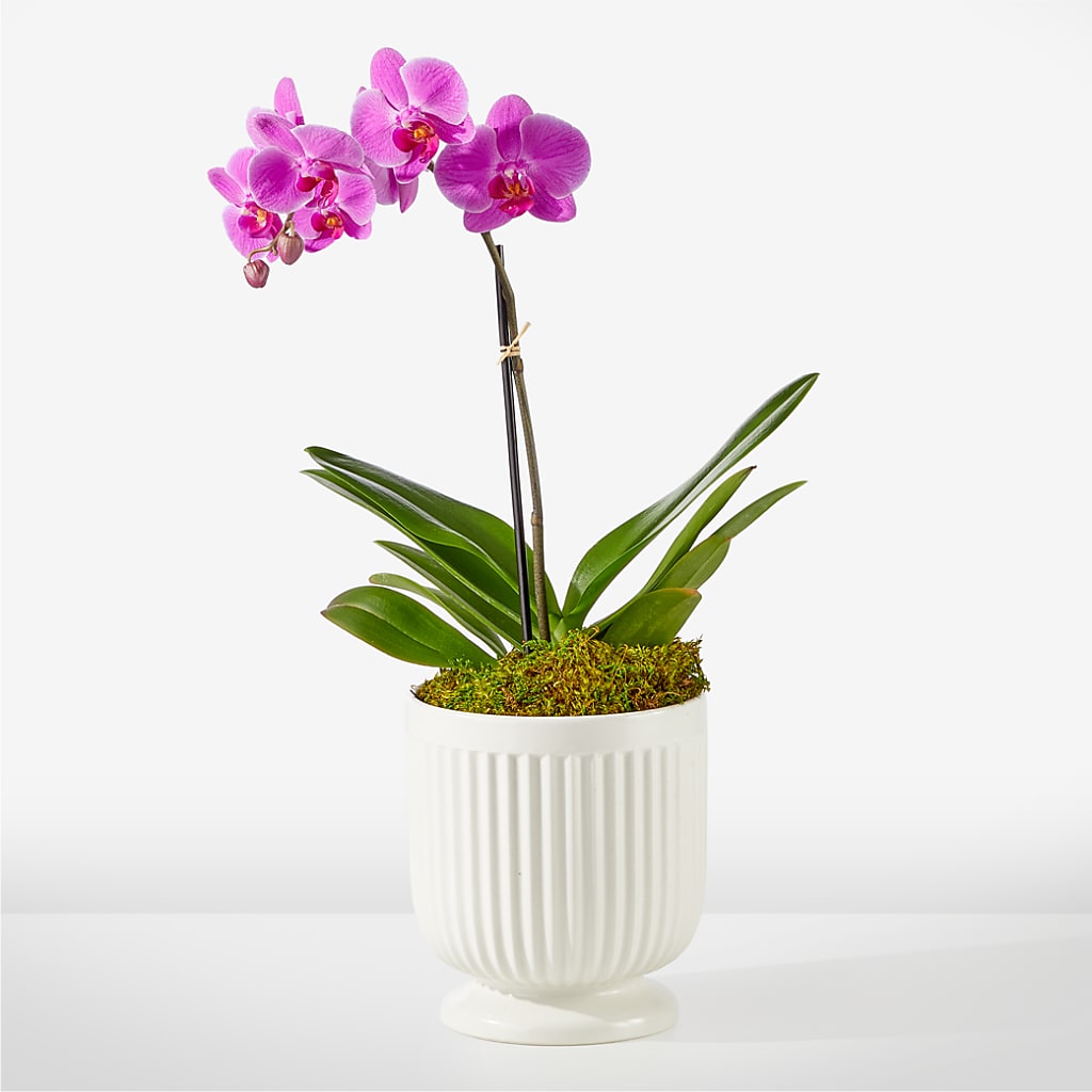 Friendly Fuchsia Orchid – RUTH'S FLOWERS AND GIFTS, Marshfield MO