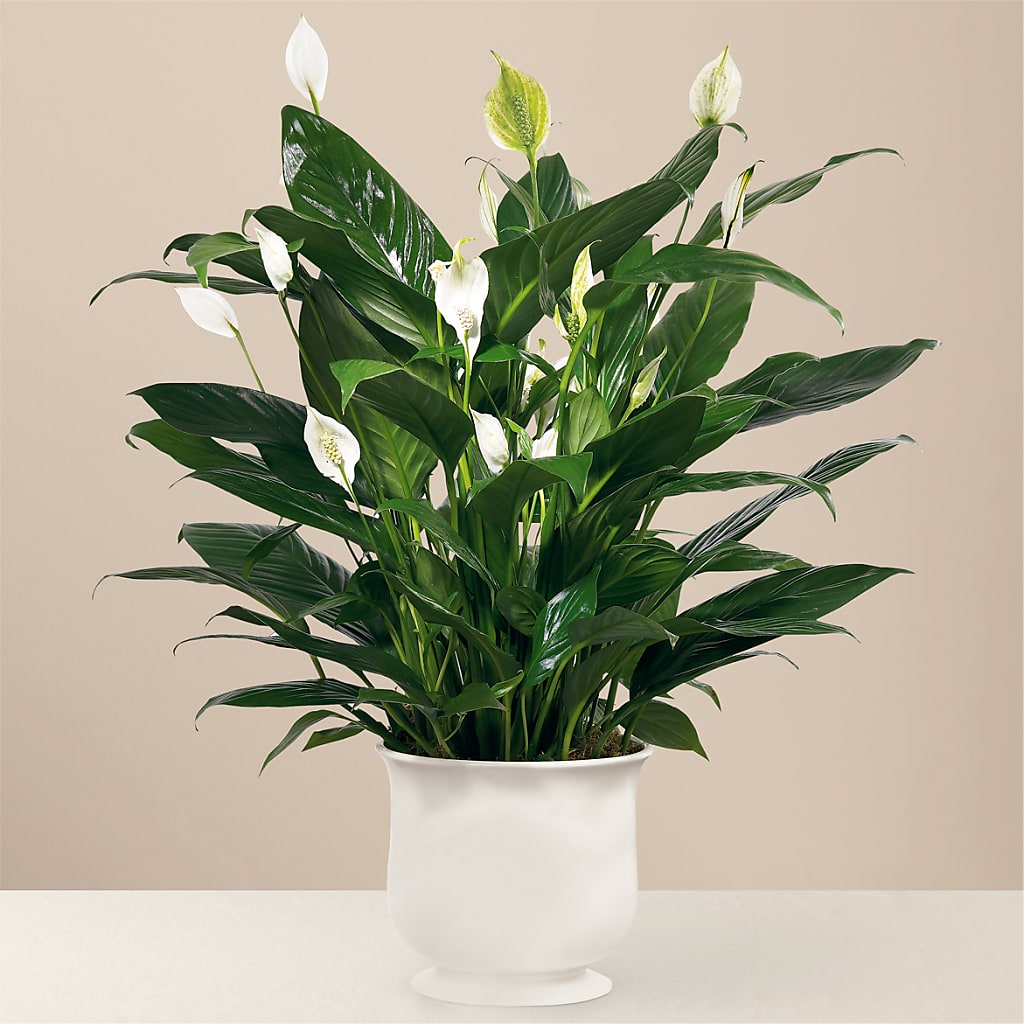 Comfort Planter – RUTH'S FLOWERS AND GIFTS, Marshfield MO