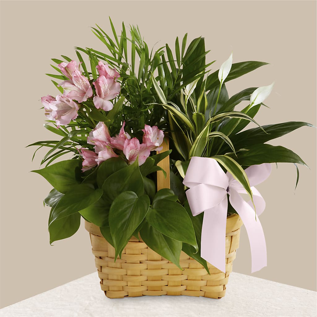 Living Spirit Dishgarden – RUTH'S FLOWERS AND GIFTS, Marshfield MO