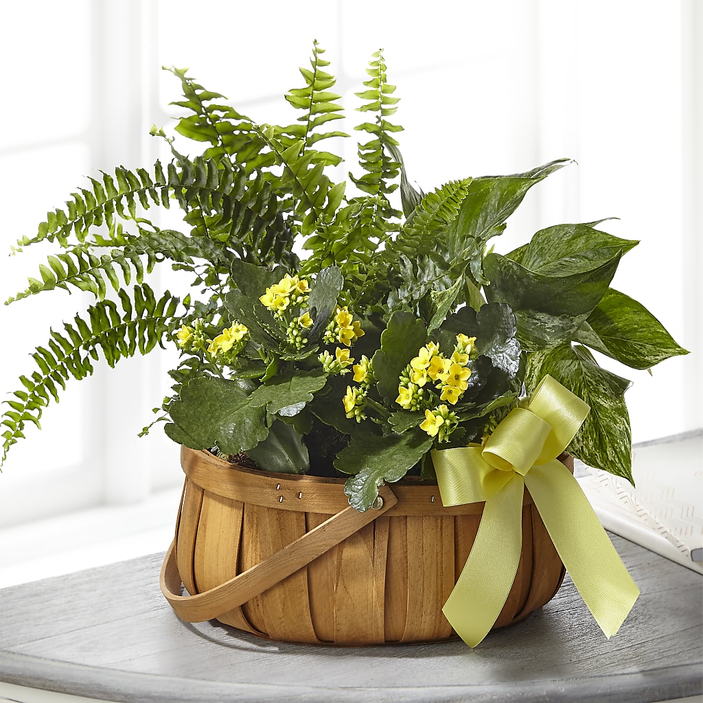 Always Dear Dishgarden – RUTH'S FLOWERS AND GIFTS, Marshfield MO