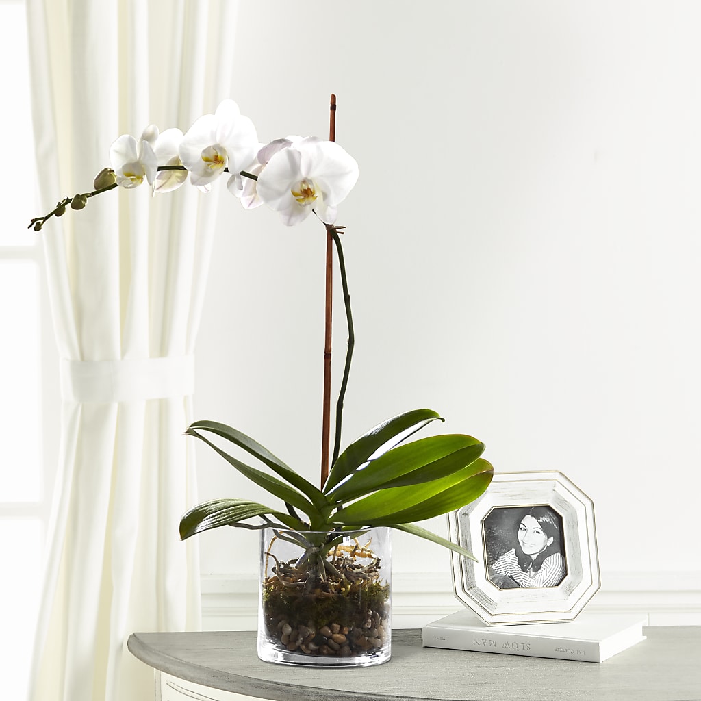 White Orchid Planter – RUTH'S FLOWERS AND GIFTS, Marshfield MO