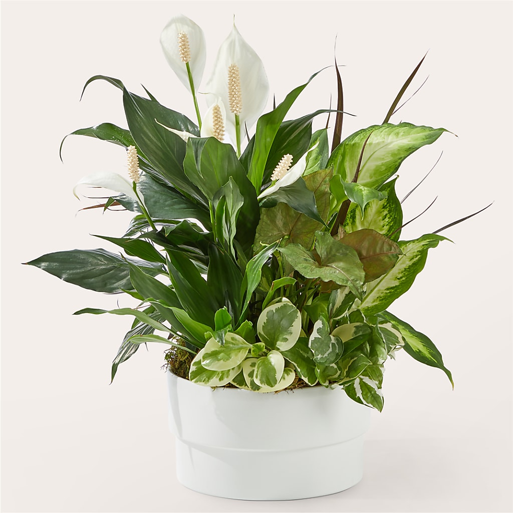 Radiating Positivity Dishgarden – RUTH'S FLOWERS AND GIFTS, Marshfield MO