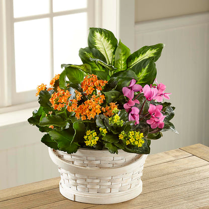 Color Crush Dishgarden – RUTH'S FLOWERS AND GIFTS, Marshfield MO