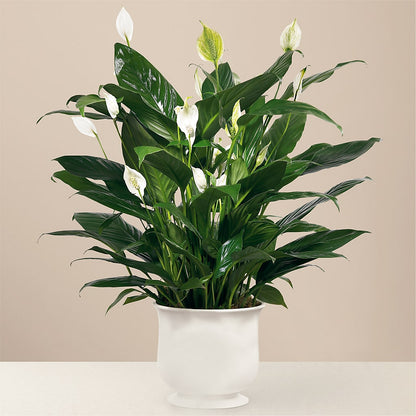 Comfort Planter – RUTH'S FLOWERS AND GIFTS, Marshfield MO