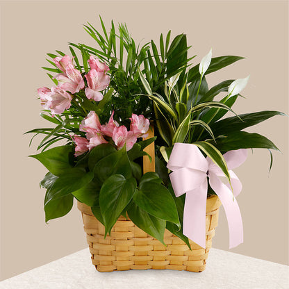 Living Spirit Dishgarden – RUTH'S FLOWERS AND GIFTS, Marshfield MO