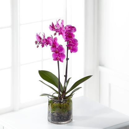 Pink Orchid Plant – RUTH'S FLOWERS AND GIFTS, Marshfield MO