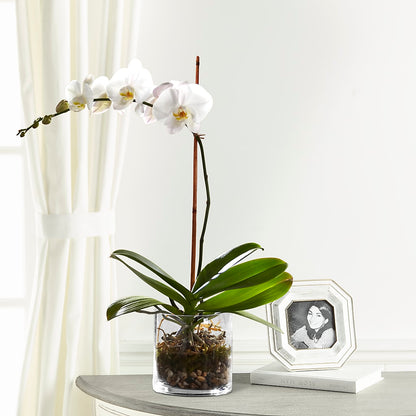 White Orchid Planter – RUTH'S FLOWERS AND GIFTS, Marshfield MO